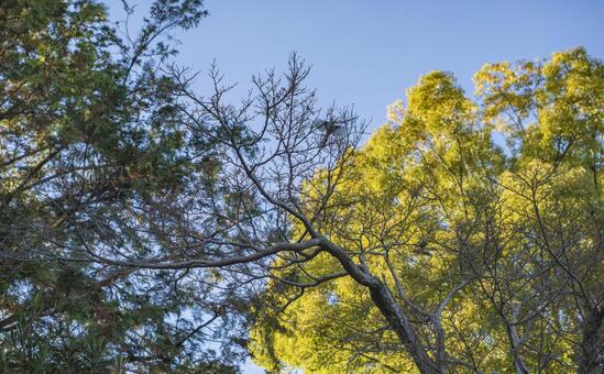 冬空に伸びる木々のシルエット 木々,冬,空の写真素材