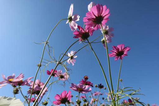 Cosmos, JPG