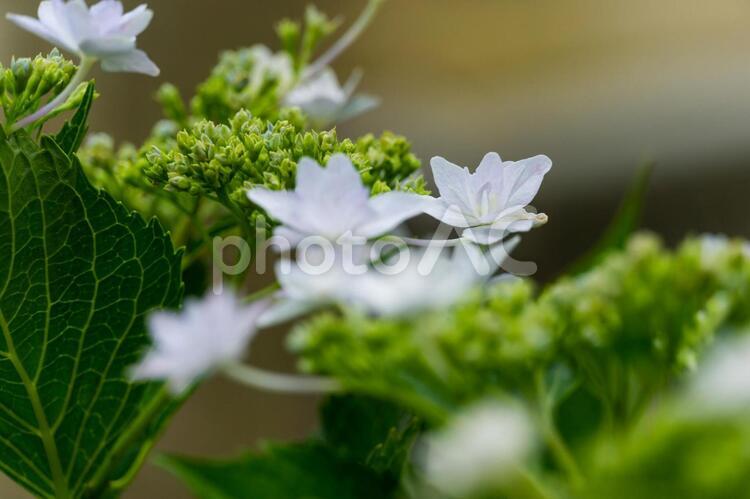 紫陽花 紫陽花,あじさい,花の写真素材