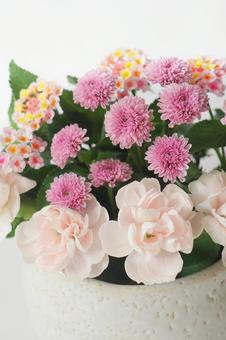 フラワーアレンジメント 洋菊・ランタナ フラワーアレンジメント 洋菊・ランタナ 花,フラワーアレンジメント,洋菊の写真素材