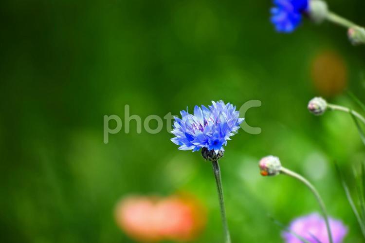 真っ青なヤグルマギク ヤグルマギク,ヤグルマソウ,矢車草の写真素材