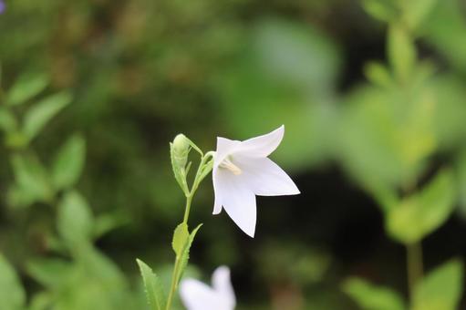 白い花びらの桔梗の花のアップ 白い花びらの桔梗の花のアップの写真