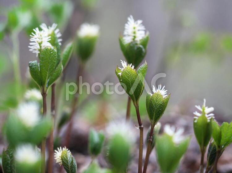 平成の森に咲くヒトリシズカ ヒトリシズカ,野の花,平成の森の写真素材