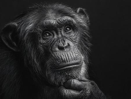 思慮深く見上げるチンパンジーの写真