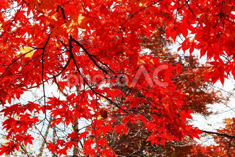 真っ赤なもみじの紅葉 秋,紅葉,もみじの写真素材