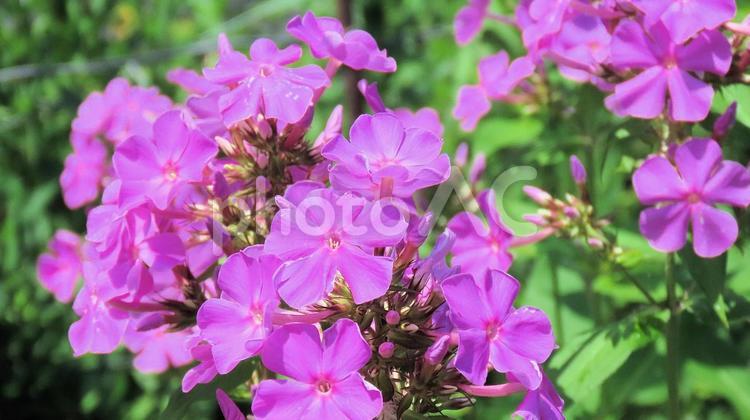 鮮やかなピンク色の宿根フロックス 宿根フロックス,花,クサキョウチクトウの写真素材