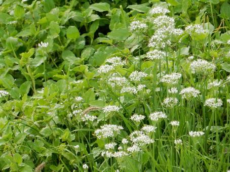 【花の写真】ニラの花 ニラ,韮,花の写真素材