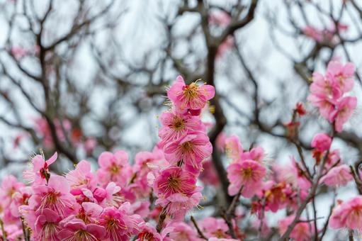 満開の紅梅の写真