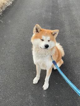 散歩中にちょっとひと休み、秋田犬 秋田犬,犬,イヌの写真素材