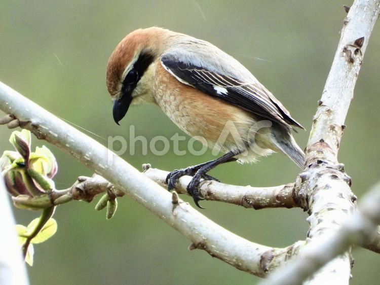 枝にとまるモズ 鳥,野鳥,モズの写真素材