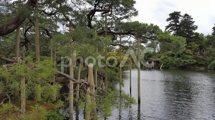 兼六園　松と池 兼六園,金沢,日本庭園の写真素材