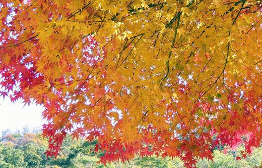 鮮やかなもみじの紅葉 鮮やかなもみじの紅葉 紅葉,カエデ科,もみじの写真素材