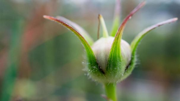 朝顔の種マクロ 朝顔,種,実の写真素材