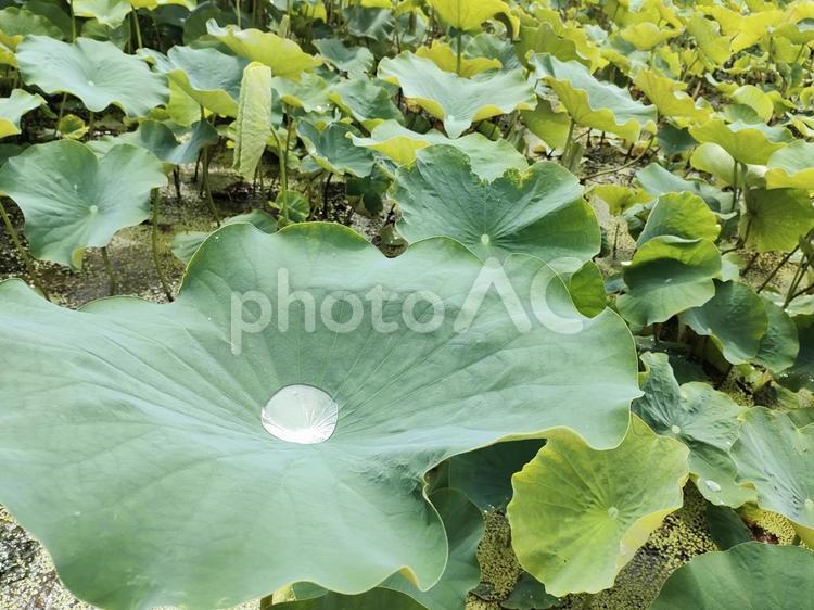 蓮の葉にたまった雨粒 蓮,ハス,葉の写真素材