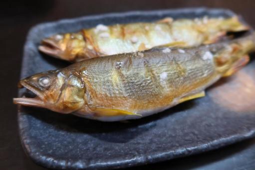 秋の子持ち鮎の塩焼き（アップ） 鮎,子持ち,塩焼きの写真素材