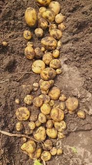 じゃがいもとれたよ フード,じゃがいも,北海道の写真素材