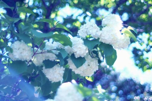 白いオオデマリの花と爽やかな春の光 白いオオデマリの花と爽やかな春の光 アジサイ,白い花,ビバーナムの写真素材