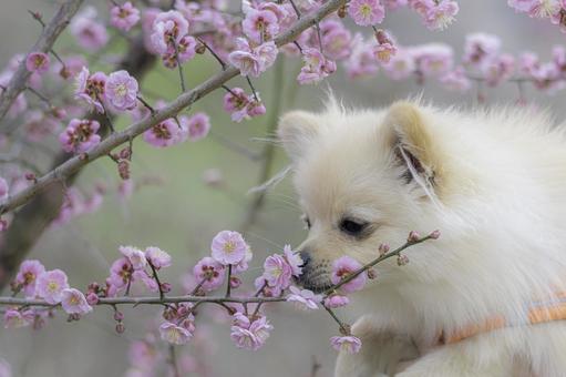 ポメラニアン【生後約7か月】 ポメラニアン,犬,いぬの写真素材