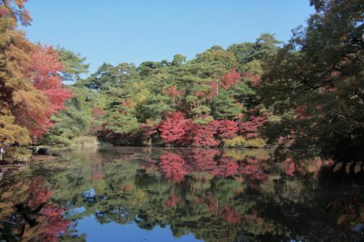 紅葉 もみじ,葉,樹木の写真素材
