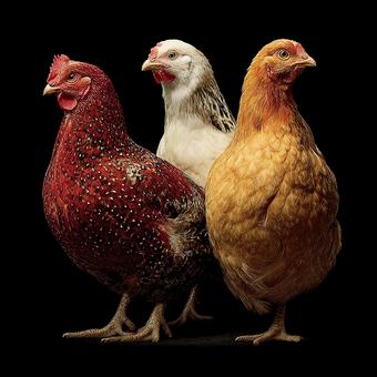 黒をバックにした存在感のある鶏の集合写真 黒をバックにした存在感のある鶏の集合写真の写真
