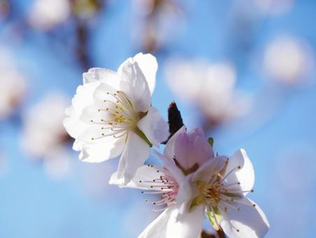 青空に映える冬桜 冬桜,桜,桜山公園の写真素材