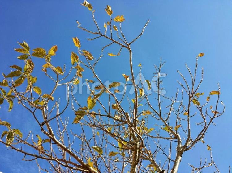 冬空に伸びる木の枝 冬,木,枝の写真素材