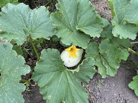カボチャの畑 カボチャの畑 カボチャ,野菜,栽培の写真素材