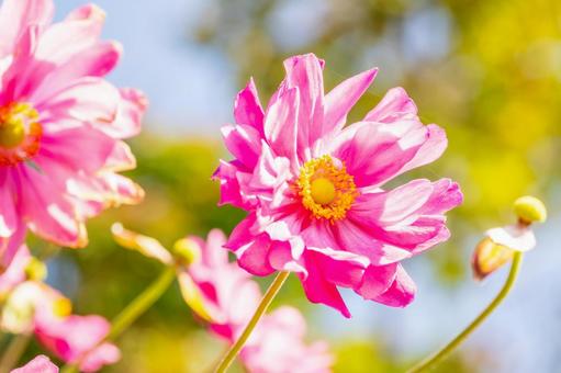 コスモス(72) 花,コスモス,アキザクラの写真素材