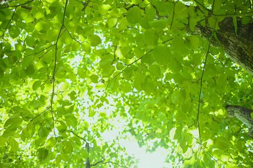 森の葉 森の葉 森,緑,木の写真素材