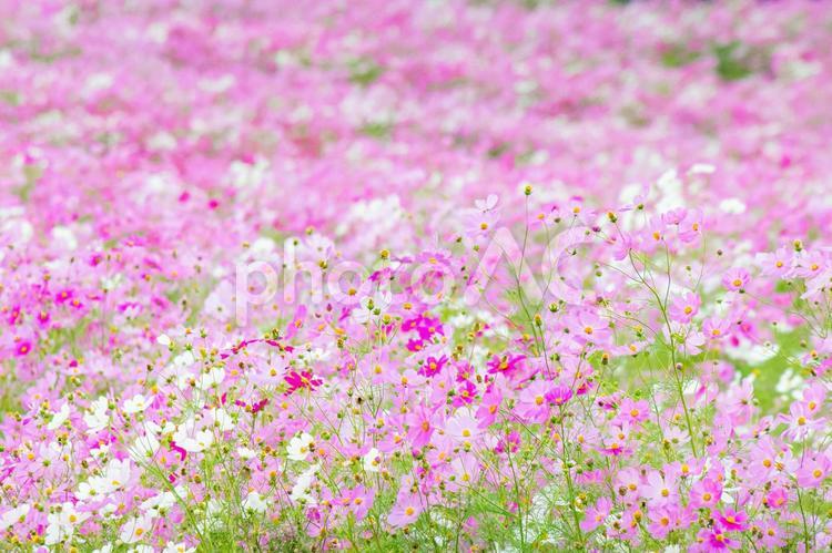 コスモスの花畑の風景 コスモス,花畑,コスモス畑の写真素材