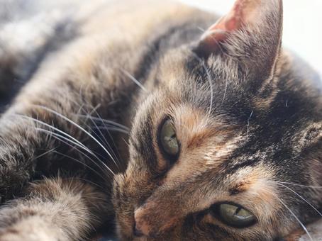 まどろむ猫 猫,キジトラ,ふわふわの写真素材