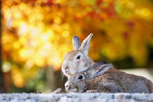 The rabbits of Okunoshima, JPG The rabbits of Okunoshima, JPG