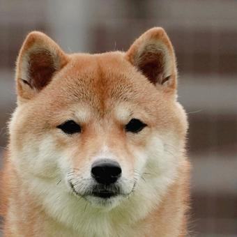 豆柴のクローズアップ① 豆柴のクローズアップ① 犬,柴犬,豆柴の写真素材