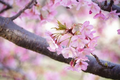桜 桜の写真