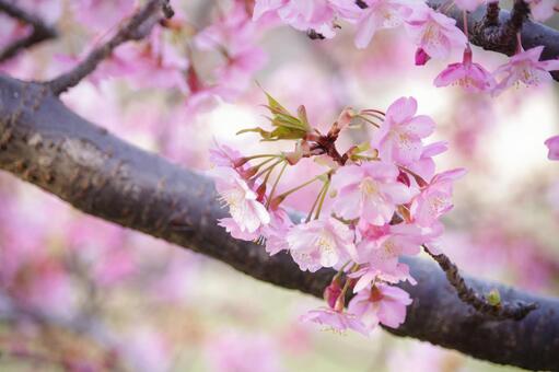 Cherry Blossoms, pięknie, różowy, wiosna, JPG