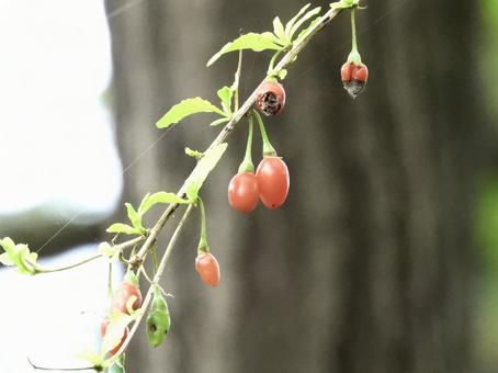 実のなる木 植物,実,川辺の写真素材