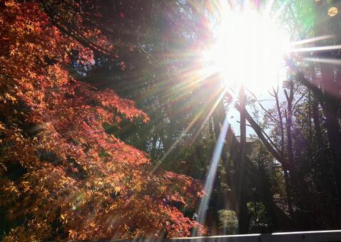 紅葉に光 紅葉に光の写真