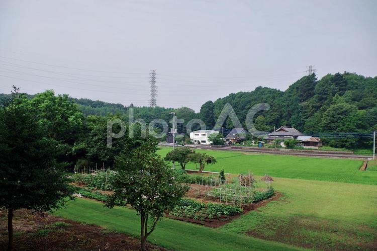 北関東の夏の田園風景 田園風景,水田,畑の写真素材