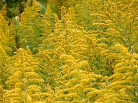 【花の写真】セイタカアワダチソウ セイタカアワダチソウ,背高泡立草,黄色の写真素材