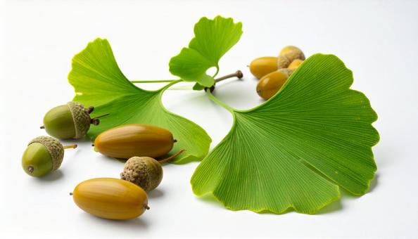 イチョウとどんぐり イチョウとどんぐりの写真