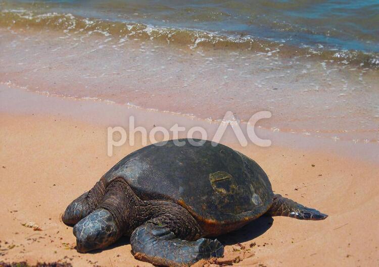 砂浜の海亀　 砂浜,海亀,夏の写真素材
