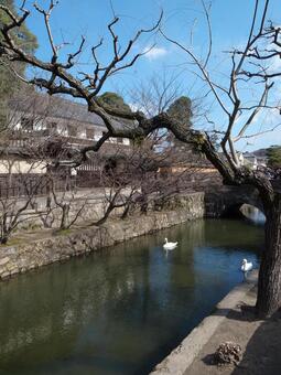 岡山県 倉敷 倉敷川 冬 岡山県 倉敷 倉敷川 冬の写真