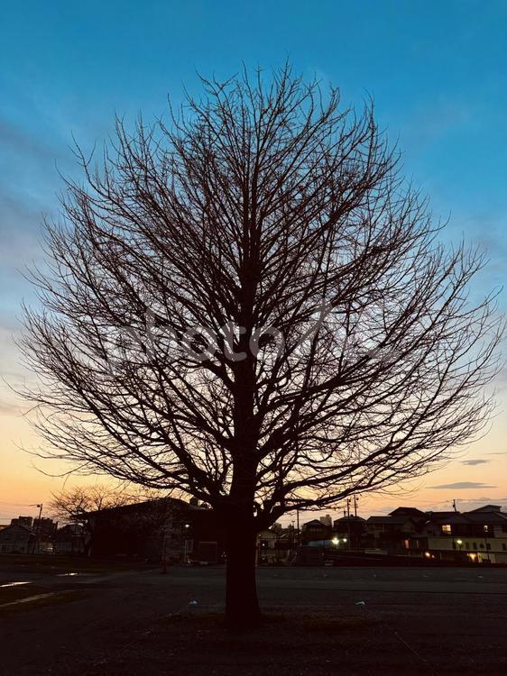 夕暮れの木 夕暮れ,夕方,木の写真素材