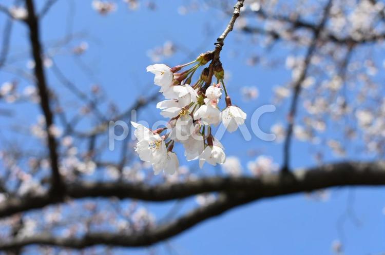 桜咲く 桜,さくら,春の写真素材