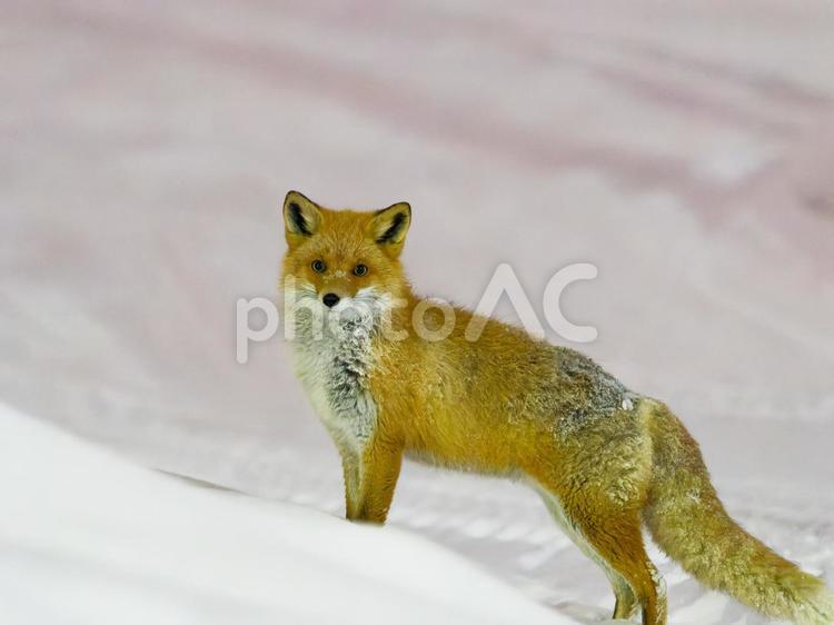 キタキツネ　明るくしたバージョン キタキツネ,きつね,キツネの写真素材