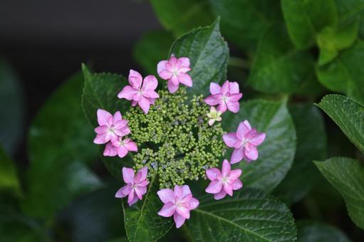 紫陽花の美 紫陽花の美の写真