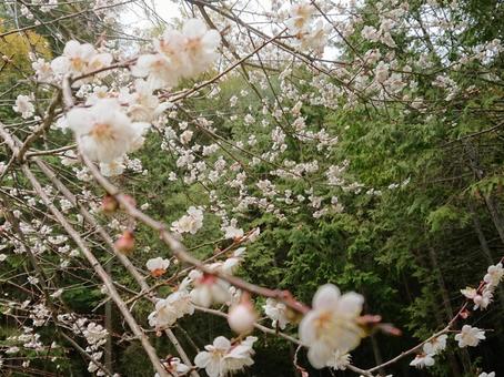 桜 桜の写真