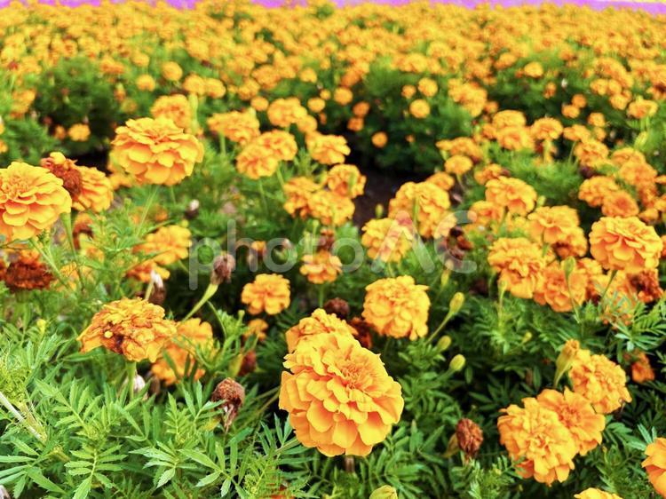 咲き乱れるオレンジ色のマリーゴールド マリーゴールド,群生,咲くの写真素材