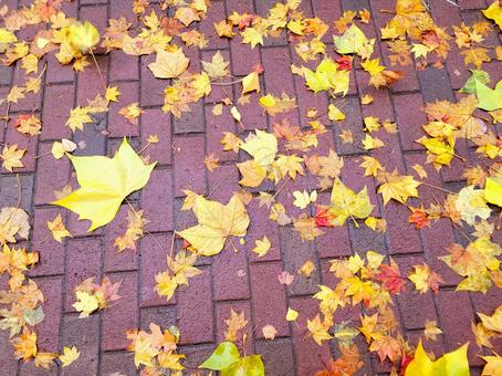 秋の紅葉　楓　もみじ　落ち葉 秋の紅葉,葉,落ち葉の写真素材