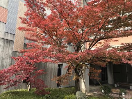 大きく咲き広がる紅葉 大きく咲き広がる紅葉の写真